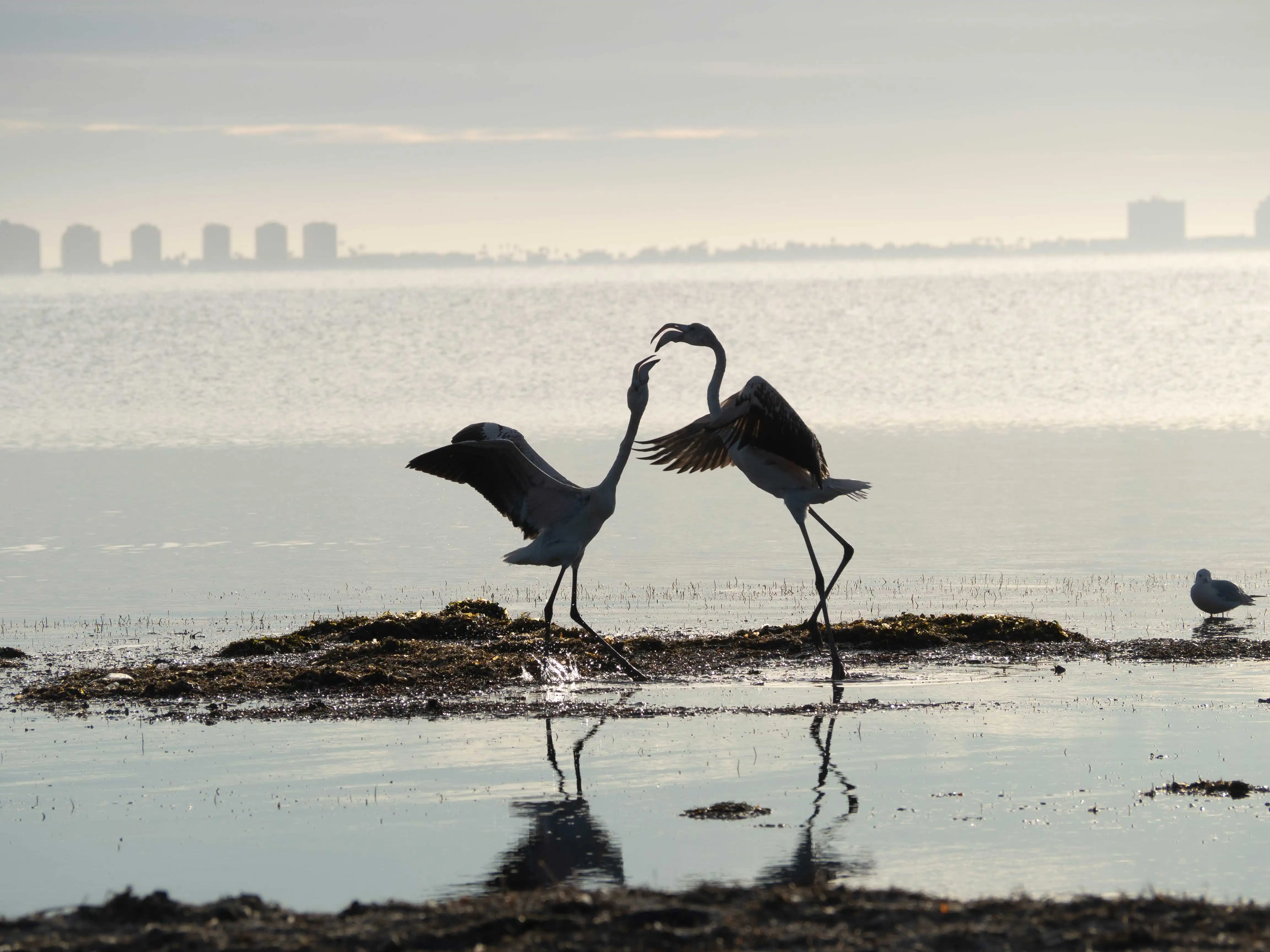 foto_contraportada_flamencos