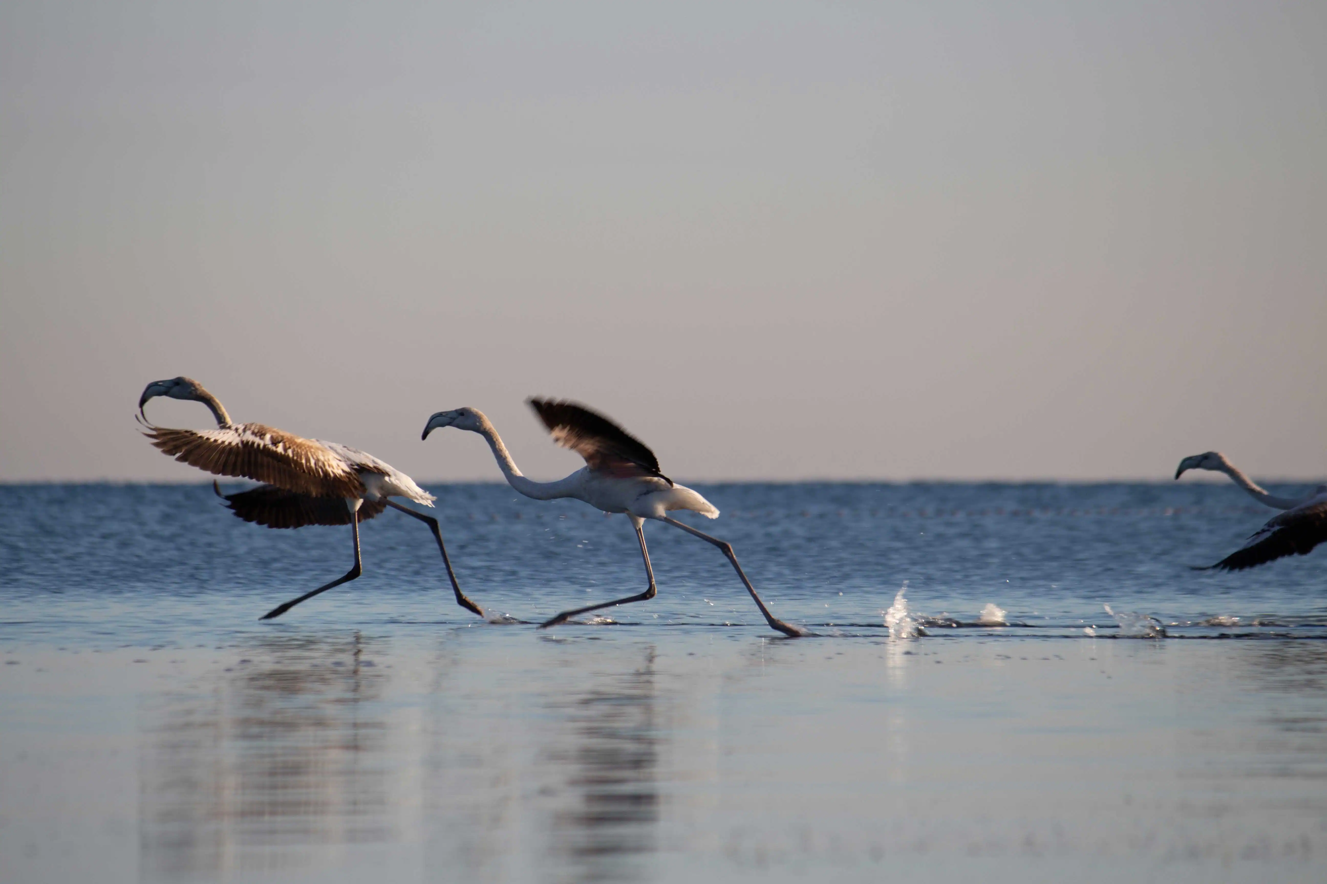 foto_flamneco_iniciando_vuelo