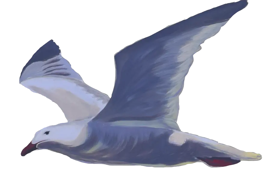 pintura-gaviotaanduin